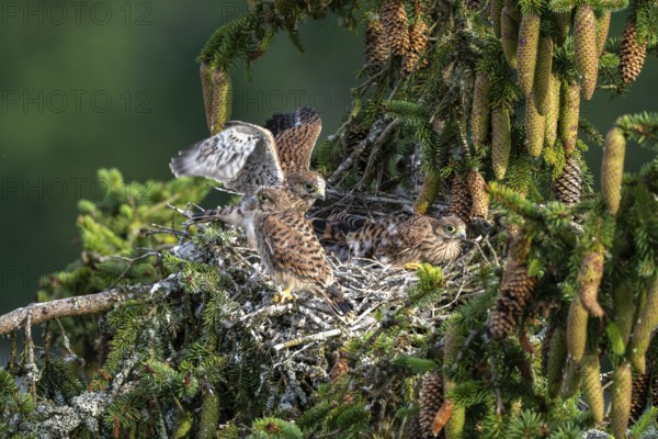 Common kestrel (Falco tinnunculus), young birds not yet ready to fly in the nest, Rhineland-Palatinate, Germany, Europe