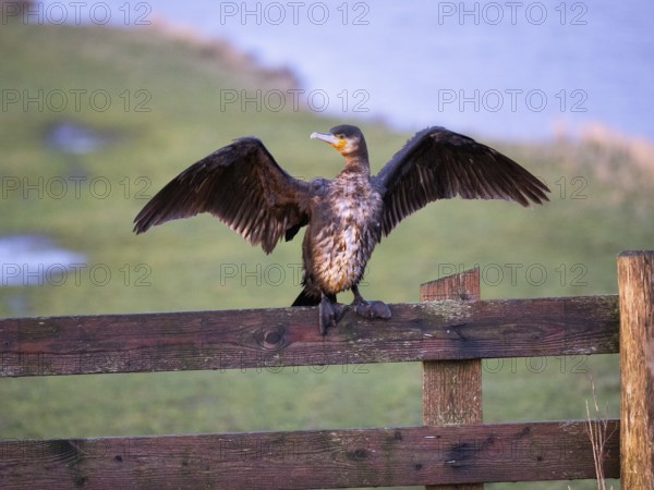 Great Cormorant (Phalacrocorax carbo), immature, sitting on wooden fence, drying its wings, island Texel, Holland