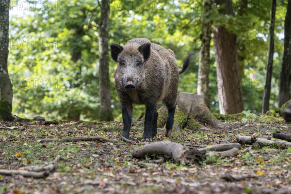 Wild boar (Sus scrofa), boar, Vulkaneifel, Rhineland-Palatinate, Germany, Europe