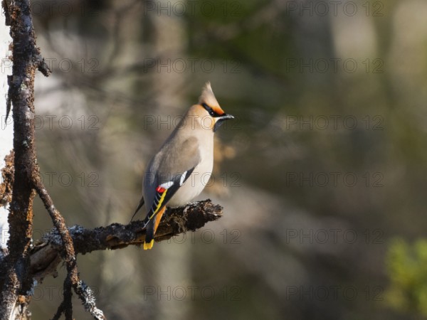 Bohemian waxwing (Bombycilla garrulus) perched on branch, May, Finnish Lapland