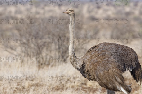 South African ostrich (Struthio camelus australis), adult female standing in dry grassland, alert, animal portrait, Kruger National Park, South Africa, Africa