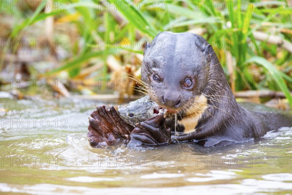 Giant otter (Pteronura brasiliensis) Pantanal Brazil
