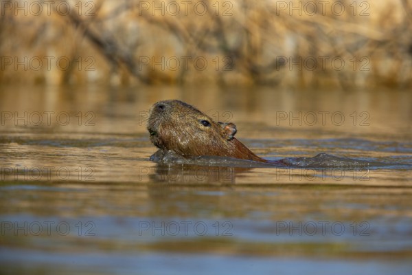 Capybara (Hydrochaeris hydrochaeris) Pantanal Brazil