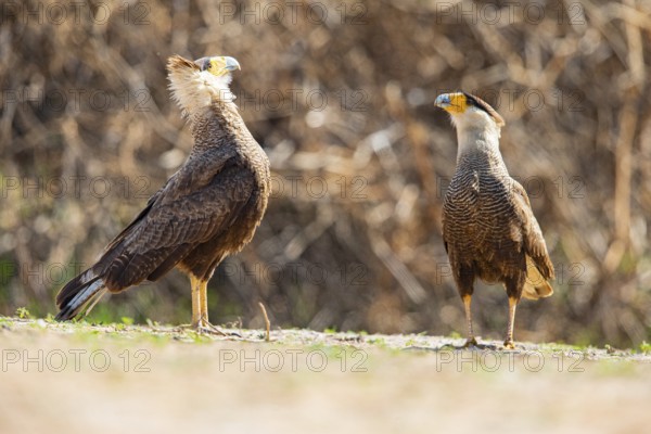Crested caracara (Polyborus plancus) Pantanal Brazil