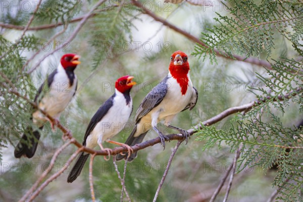 Red-crested Tanager (Paroaria coronata) Pantanal Brazil