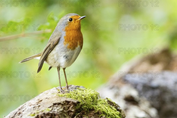 European robin (Erithacus rubecula) Germany