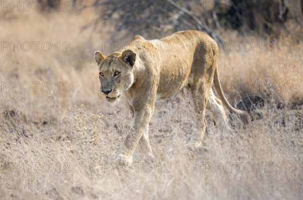 Lion (Panthera leo), adult female, walking through dry grass, African savannah, Kruger National Park, South Africa, Africa