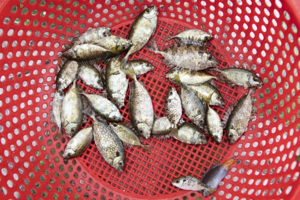 Freshly caught fish from Lan Ha Bay lying in a red pastry basket, Halong Bay, Vietnam, Asia