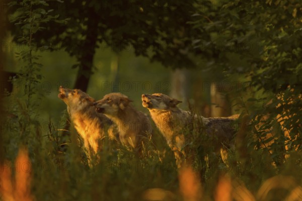 Wolf (Canis lupus), three wolves howling at sunrise, summer, Germany, Europe