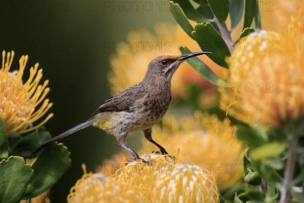Cape Honeybird (Promerops cafer), adult, female, on flower, Protea, vigilant, Kirstenbosch Botanic Gardens, Cape Town, South Africa, Africa