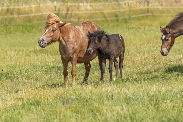 Horses, ponies, foals, pasture, Burgstemmen, Lower Saxony, Germany, Europe