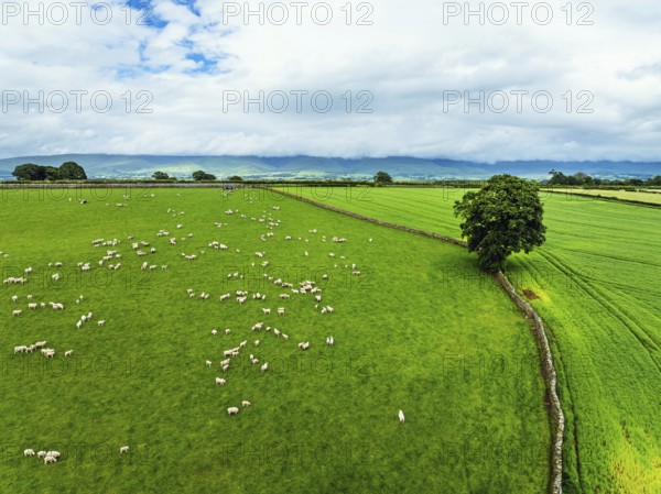 Farms and Fields over River Eden and River Eamont from a drone, Cumbria, England, United Kingdom, Europe