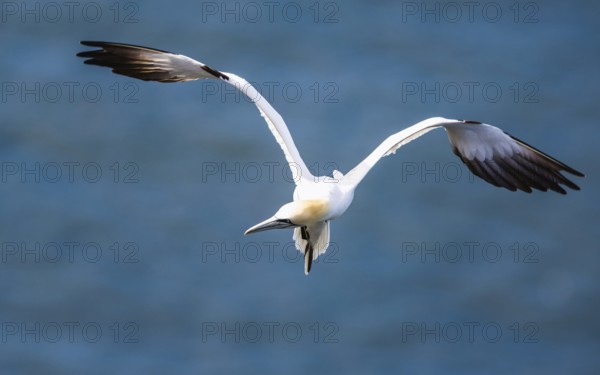 Northern Gannet, Morus bassanus, bird in flight over sea, Bempton Cliffs, North Yorkshire, England, United Kingdom, Europe