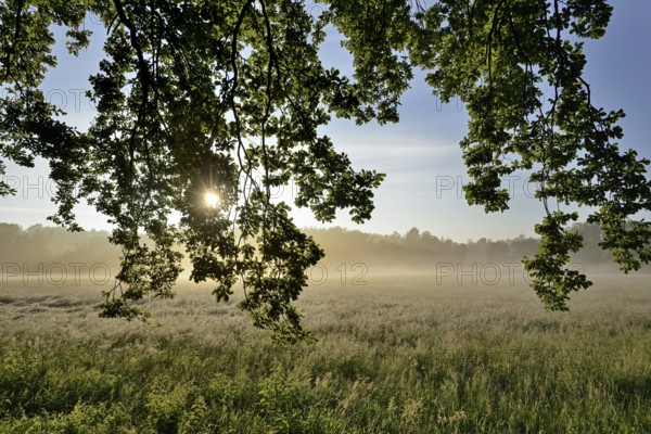 Morning sun over a grassy landscape in the fog, Sonnenstern, North Rhine-Westphalia, Germany, Europe