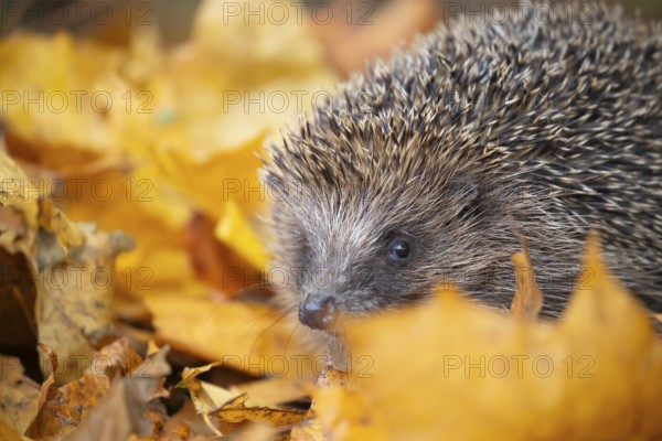 European hedgehog (Erinaceus europaeus) adult animal amongst fallen autumn leaves, England, United Kingdom, Europe