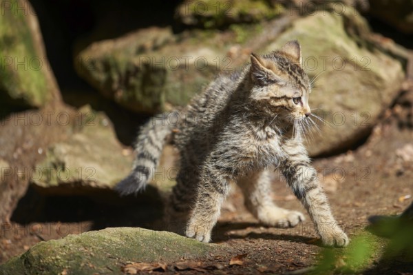 Close-up of European wildcat (Felis silvestris silvestris) kitten in spring in the bavarian forest