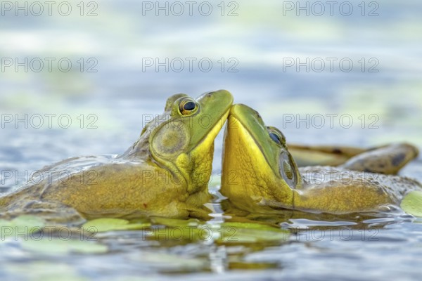 Bull frogs Lithobates catesbeianus. Male bull frogs fighting during the breeding season. La Mauricie national park. Province of Quebec. Canada