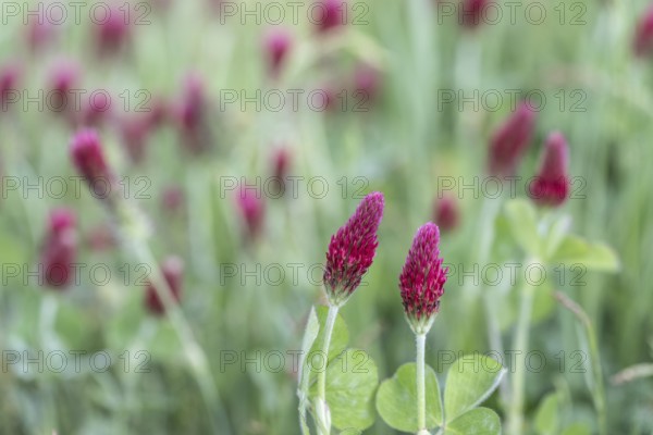 Incarnate clover (Trifolium incarnatum), Emsland, Lower Saxony, Germany, Europe