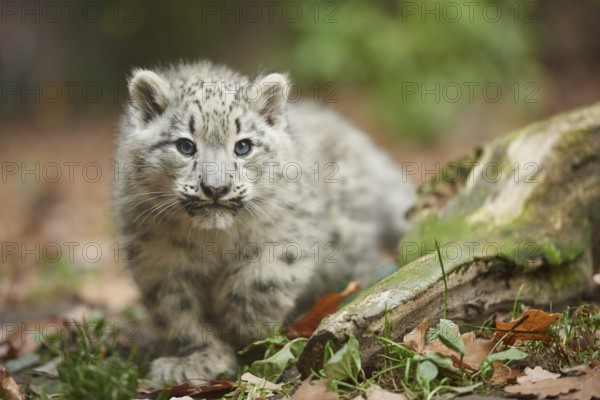 Snow leopard (Panthera uncia) or (Uncia uncia) cute cub in a forest, captive