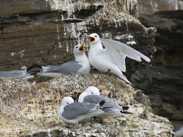 Black-legged kittiwake (Rissa tridactyla), greeting ceremony of pair at nest in breeding colony, on coastal cliffs of Arctic Ocean, May, Varanger Fjord, Norway, Europe