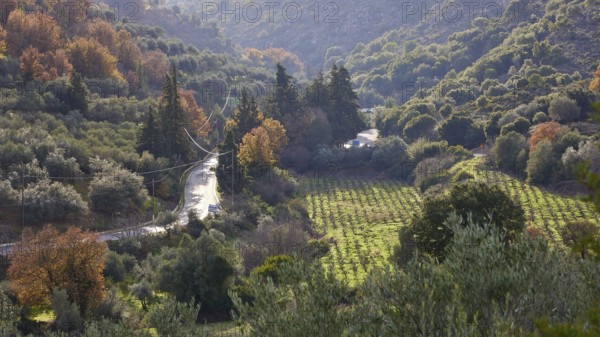 Small road winds through a forest and hills with lush vegetation in autumnal colours, vineyard, near Therissos, Lefka Ori, White Mountains, mountain massif, west, Crete, Greece, Europe