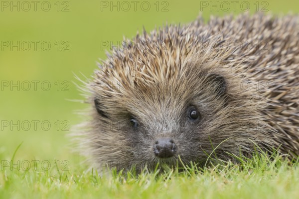 European hedgehog (Erinaceus europaeus) adult animal on a garden grass lawn, Suffolk, England, United Kingdom, Europe