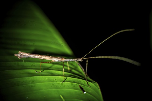 Stick insect (Phasmatodea) sitting on a leaf, at night in the tropical rainforest, Refugio Nacional de Vida Silvestre Mixto Bosque Alegre, Alajuela province, Costa Rica, Central America