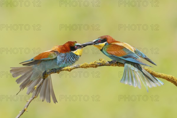 Bee-eater (Merops apiaster) pair arguing violently on a branch, couple, wildlife, animals, birds, Nickelsdorf, Lake Neusiedl National Park, Burgenland, Austria, Europe