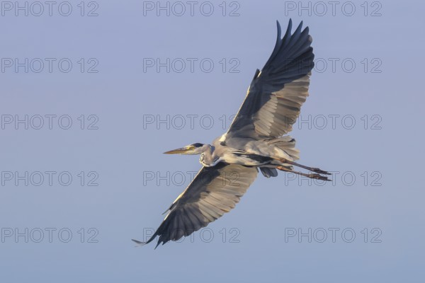 Grey heron (Ardea cinerea), adult, in flight, wildlife, heron, waterfowl, Baltic Sea coast, Fehmarn Island, East Holstein, Schleswig-Holstein, Germany, Europe