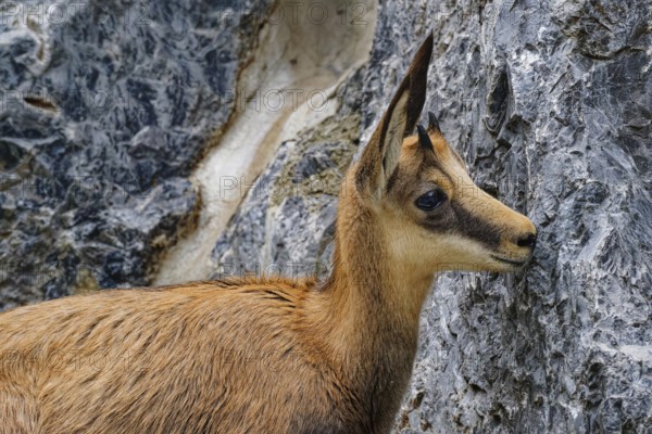 Animal portrait, chamois (Rupicapra rupicapra), goat-like, captive, occurring in Europe and Asia Minor