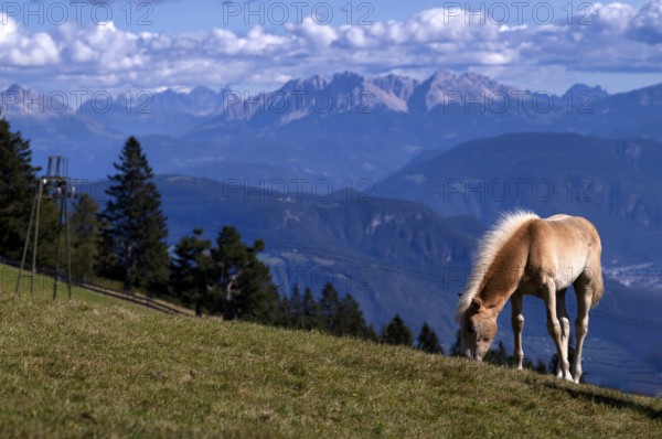 Haflinger horses, foal (Equus ferus caballus) on the pasture, mountain meadow, Vigiljoch near Lana, South Tyrol, Autonomous Province of Bolzano, Italy, Europe