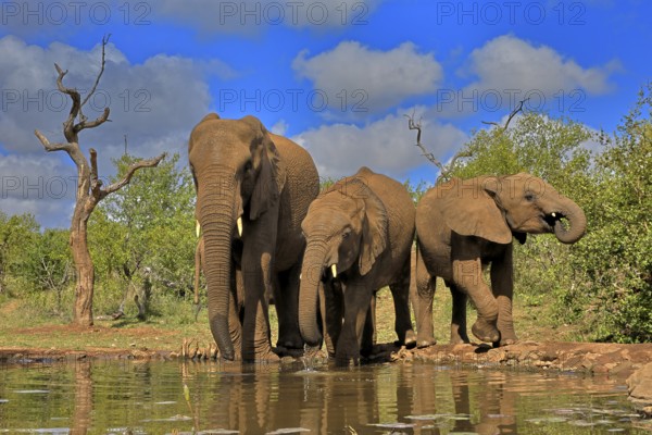 African elephant (Loxodonta africana), adult, juvenile, group with juveniles, at the water, drinking, group, Kruger National Park, Kruger National Park, South Africa, Africa