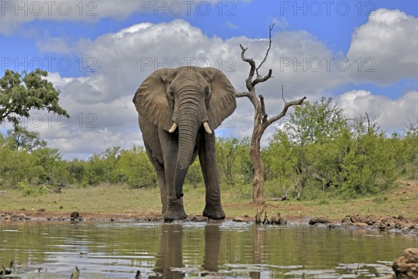 African elephant (Loxodonta africana), bull, male, at the water, Kruger National Park, Kruger National Park, South Africa, Africa