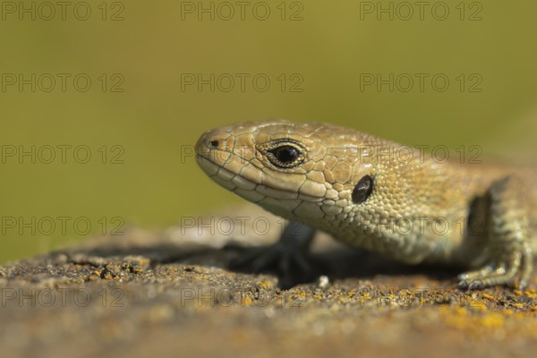 Common lizard (Zootoca vivipara) adult reptile basking on a wooden sleeper, England, United Kingdom, Europe