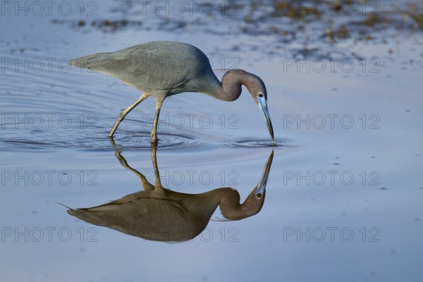 Great Blue Heron (Egretta caerulea), Black Point Wildlife Drive, Titusville, Florida, USA, North America