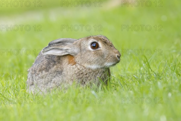 Wild rabbit (Oryctolagus cuniculus), in a meadow, adult, alert, wildlife, mammal, Baltic Sea coast, Fehmarn Island, East Holstein, Schleswig-Holstein, Germany, Europe
