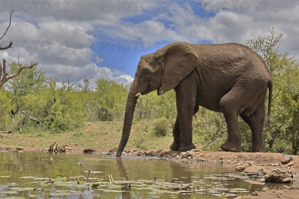 African elephant (Loxodonta africana), bull, male, at the water, drinking, Kruger National Park, Kruger National Park, South Africa, Africa
