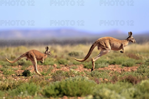 Red kangaroo (Macropus rufus), adult, jumping, mother, young, Tibooburra, Sturt National Park, New South Wales, Australia, Oceania
