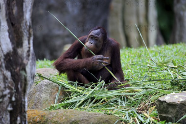 Bornean orangutan (Pongo pygmaeus), adult, female, feeding, Boneo