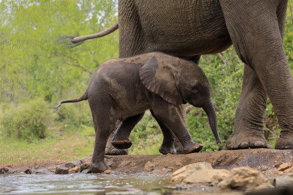 African elephant (Loxodonta africana), young animal, calf, baby elephant, mother, young animal with mother, at the water, Kruger National Park, Kruger National Park, South Africa, Africa