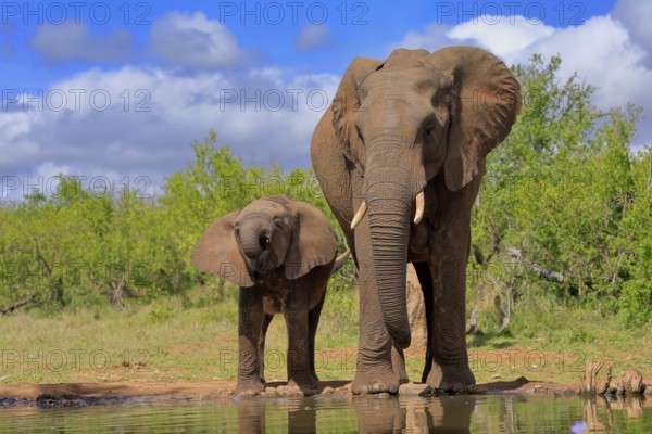 African elephant (Loxodonta africana), juvenile, mother, adult, female, mother with juvenile, at the water, drinking, Kruger National Park, Kruger National Park, South Africa, Africa