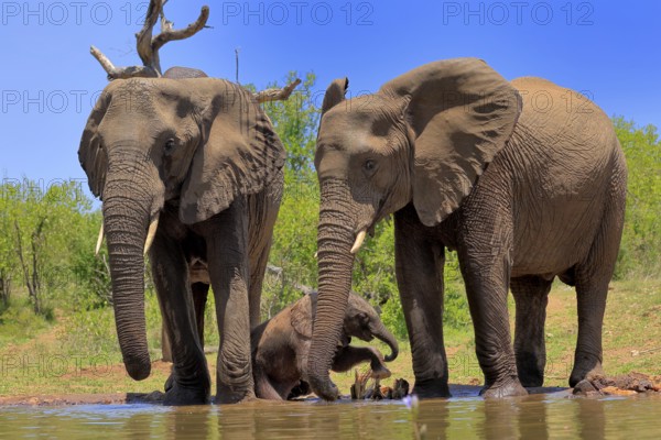 African elephant (Loxodonta africana), juvenile, mother, aunt, adult, female, group, at the water, drinking, Kruger National Park, Kruger National Park, South Africa, Africa