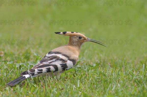 Hoopoe (Upupa epops) standing in the grass, wildlife, animals, birds, migratory bird, Siegerland, North Rhine-Westphalia, Germany, Europe