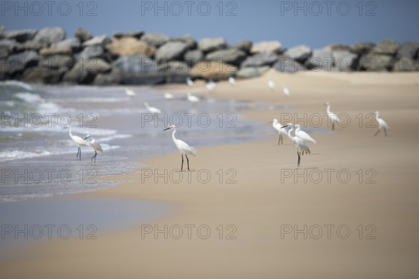 Great egret (Ardea alba, syn.: Casmerodius albus, Egretta alba) at Marari Beach or Strand, Mararikulam, Alappuzha district, Kerala, India, Asia
