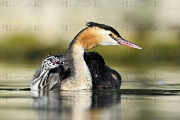 Great Crested Grebe (Podiceps Scalloped ribbonfish), with chicks in plumage swimming in the water, Lake Zug, Canton Zug, Switzerland, Europe