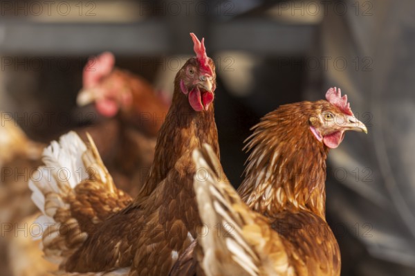 Two brown chickens in intensive close-up under an artificial roof, domestic fowl, Rhineland-Palatinate, Germany, Europe