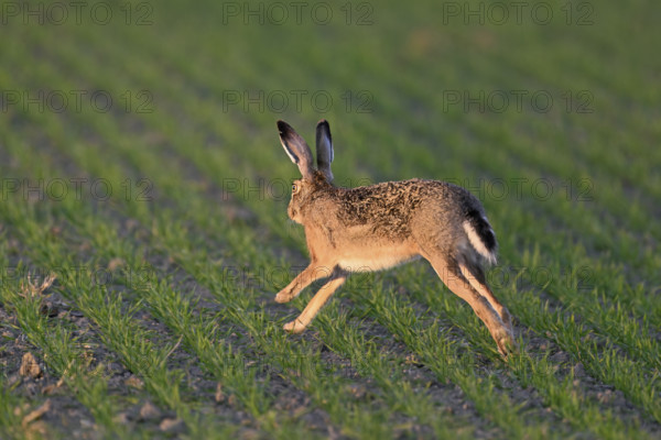 European hare (Lepus europaeus), running across a field, Lake Neusiedl National Park, Seewinkel, Burgenland, Austria, Europe