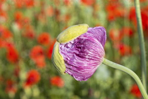 Just opening flower bud of the blue poppy (Papaver somniferum), in the background the red blossoming flowers of the poppy (Papaver rhoeas) in a field near Callenberg, Saxony, Germany, Europe