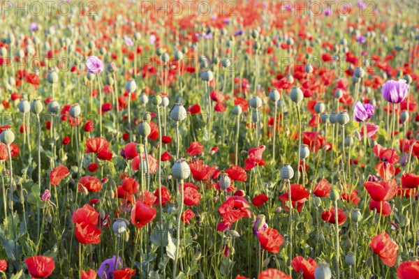 Capsules and individual flowers of the blue poppy (Papaver somniferum) in a field, with the red poppy (Papaver rhoeas) flowering in between, Callenberg, Saxony, Germany, Europe
