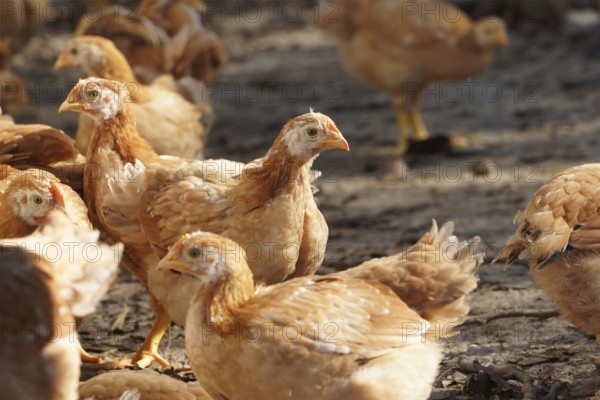 A group of chickens are standing in a field. The chickens are brown and white